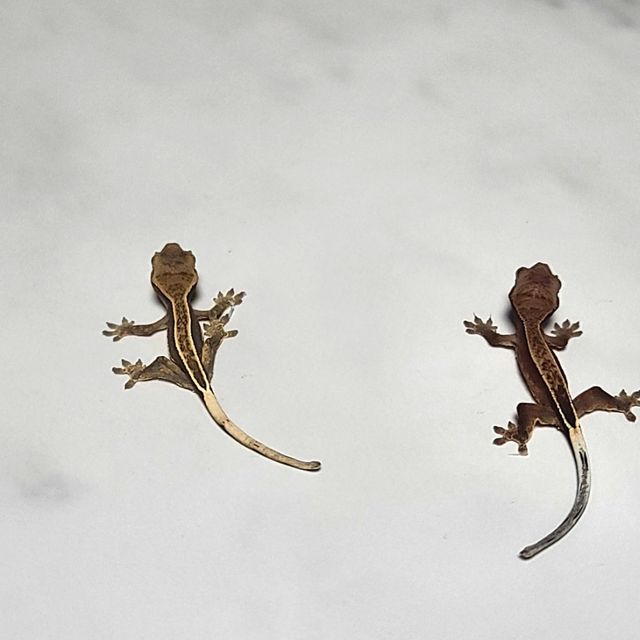 엠티백 카푸치노