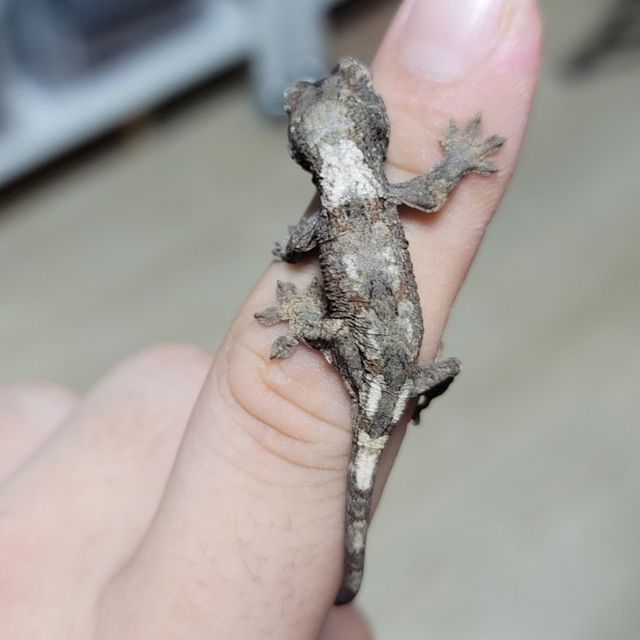 화이트카라