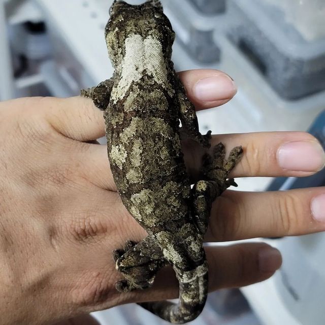 화이트카라