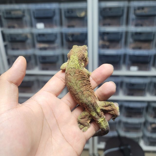 메인랜드