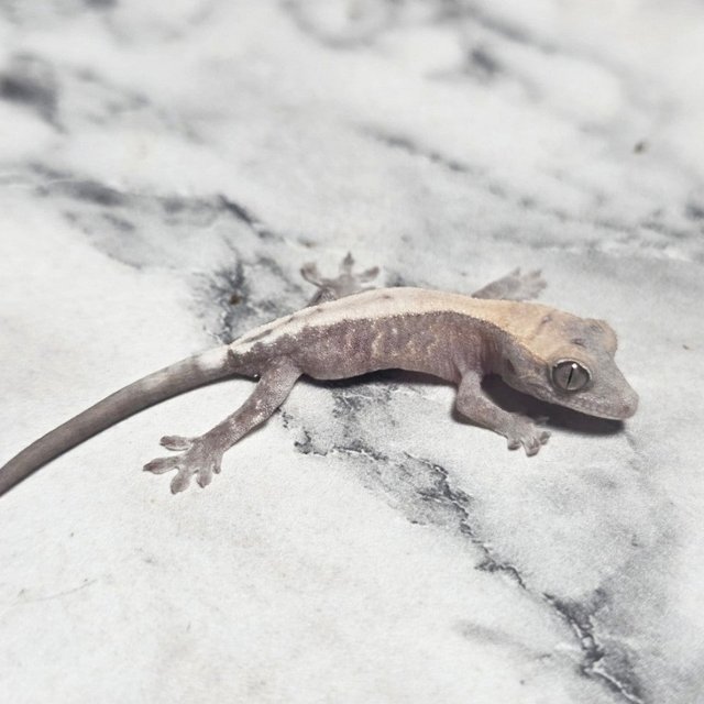 슈퍼세이블 릴리