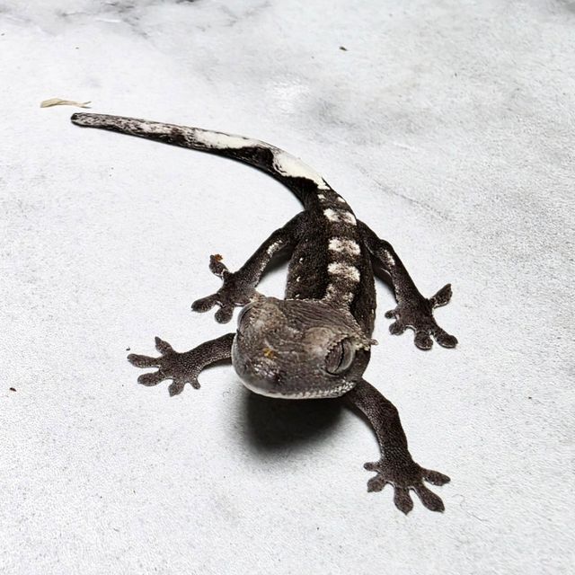 아잔틱
