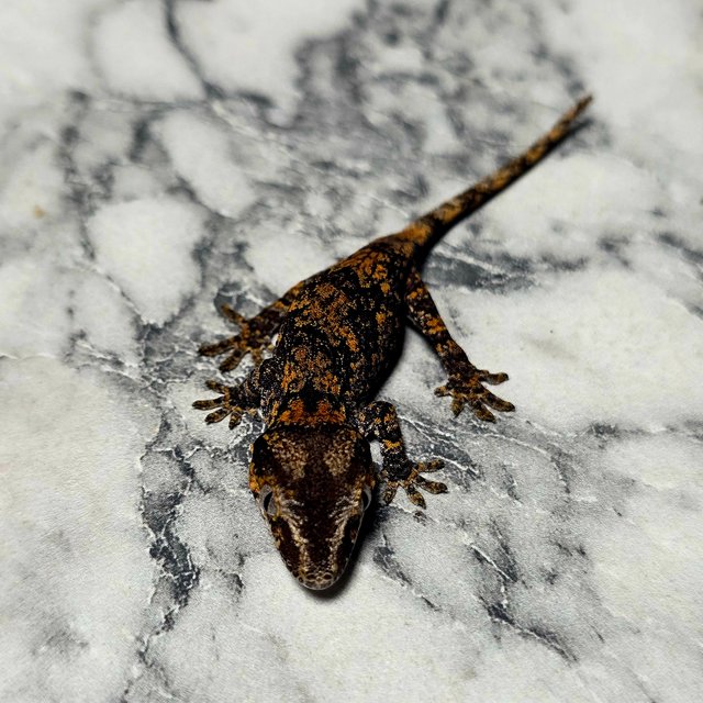 스켈레톤 블로치드