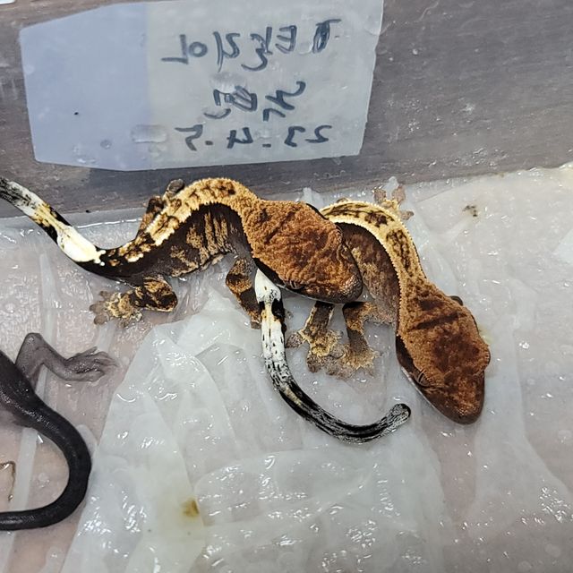 카푸치노