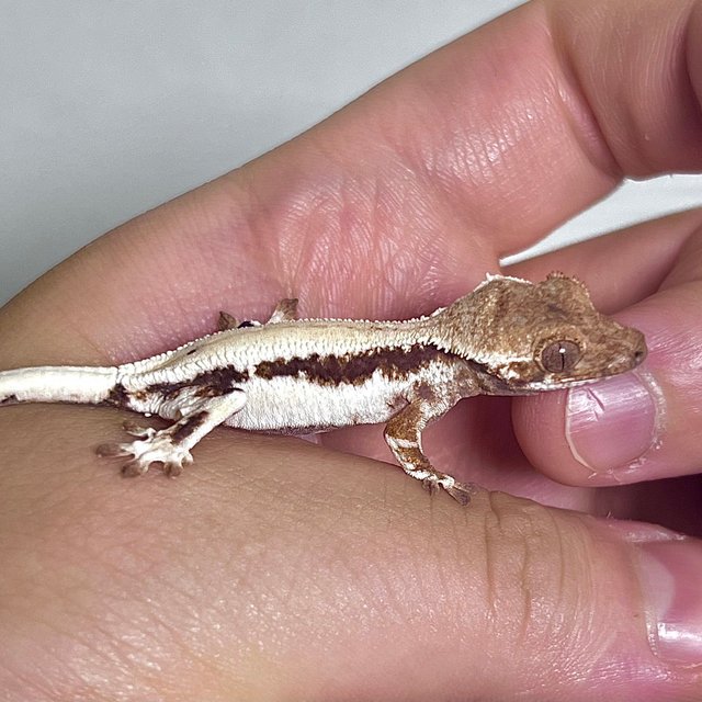 화이트 릴리 세이블