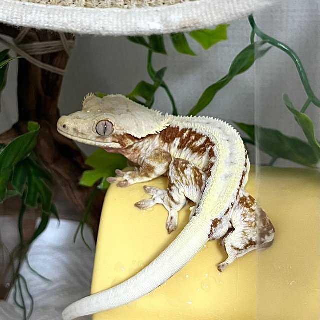 레드 드리피 풀핀 릴리화이트