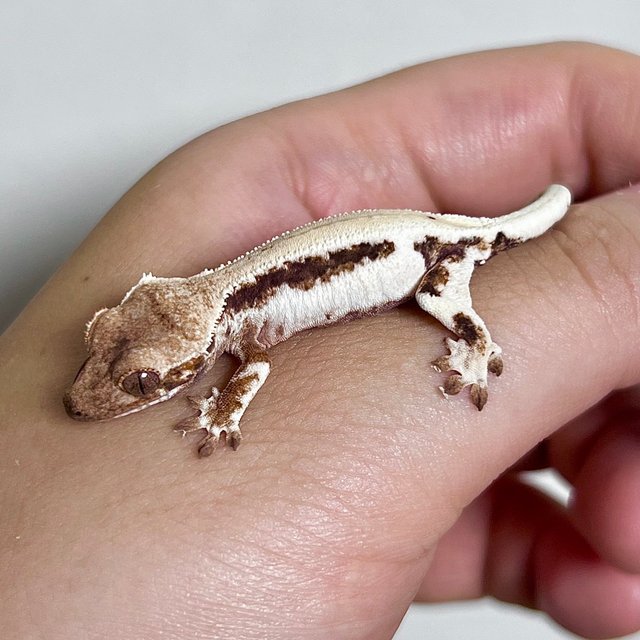 화이트 릴리 세이블