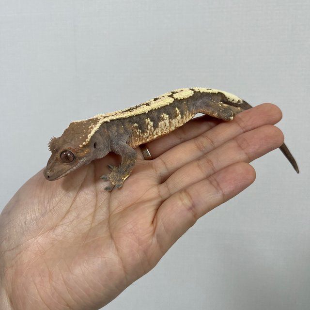 세이블 드리피 풀핀