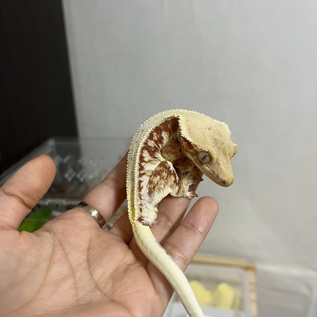 레드 릴리화이트