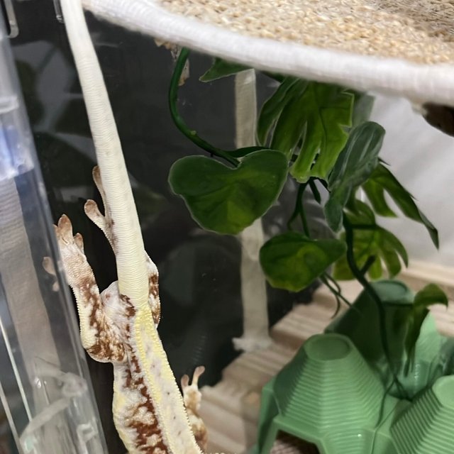 레드 드리피 릴리화이트