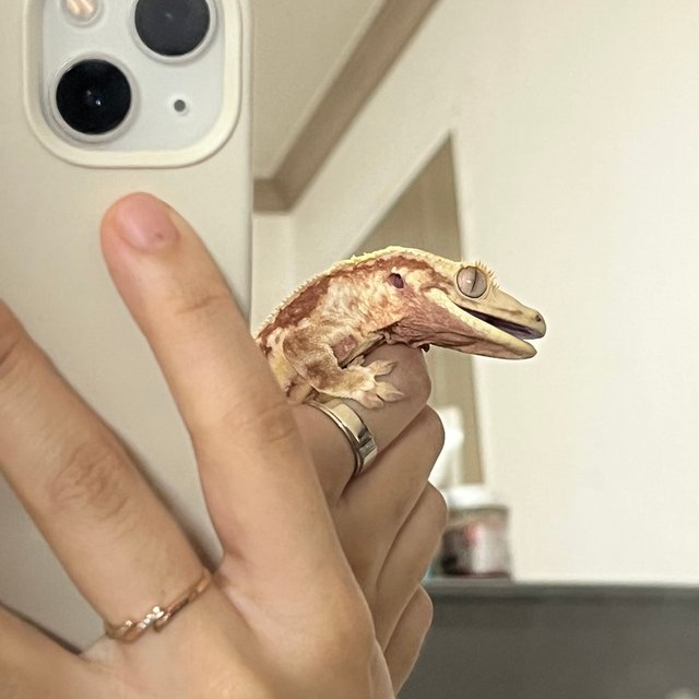 레드 드리피 풀핀 릴리화이트