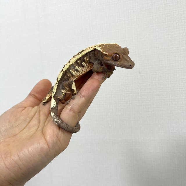 세이블 드리피 풀핀