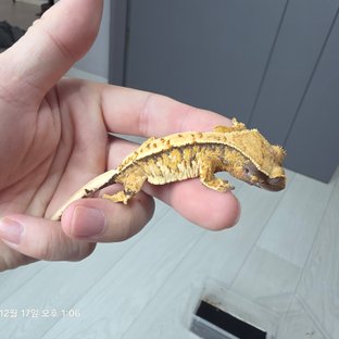 노멀 트라이 익스트림할리퀸