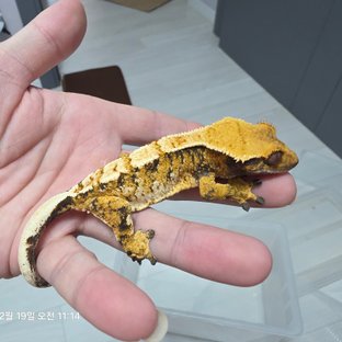 노멀 트라이 익스트림할리퀸