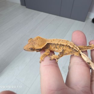 노멀 트라이 익스트림할리퀸