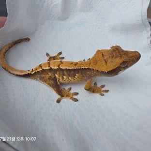 노멀