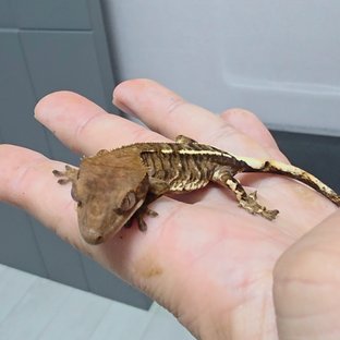 카푸치노