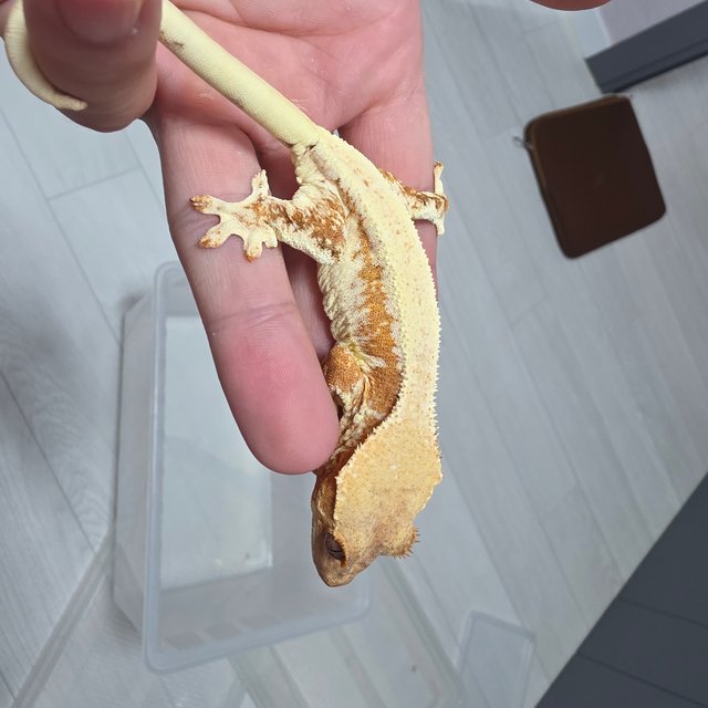 릴리화이트 크림