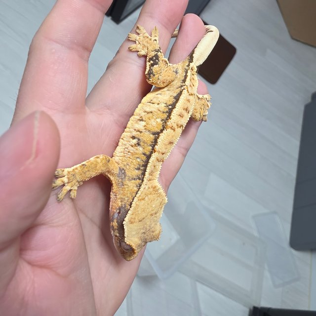 노멀 트라이 익스트림할리퀸