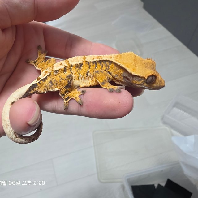 노멀 트라이 익스트림할리퀸