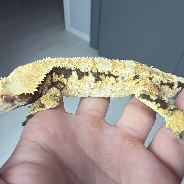 노멀 트라이 익스트림할리퀸 화이트스팟