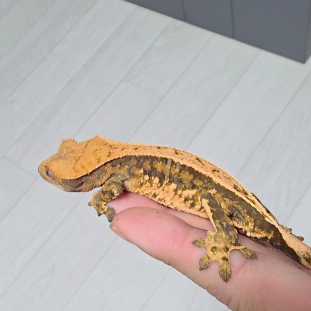 노멀 풀핀 트라이