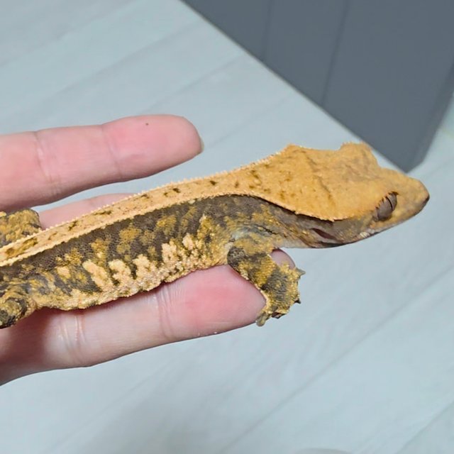 노멀 풀핀 트라이