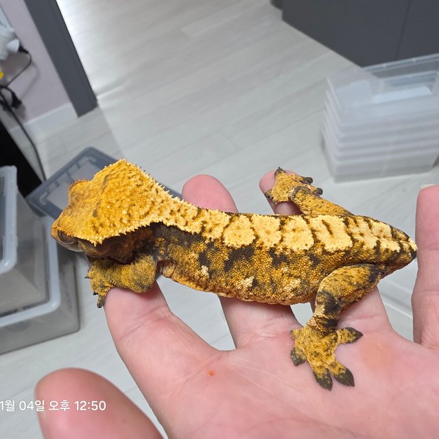 노멀 트라이 익스트림할리퀸