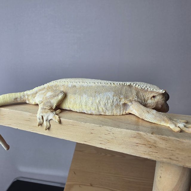 릴리화이트 크림