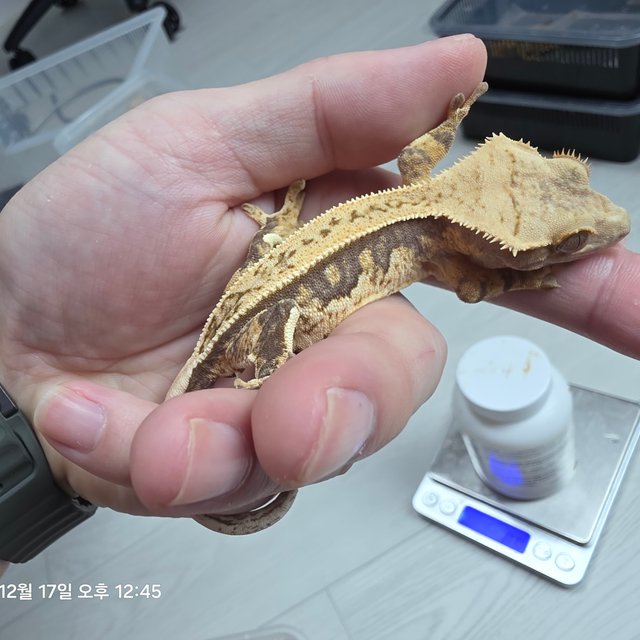 노멀 쿼드 풀핀