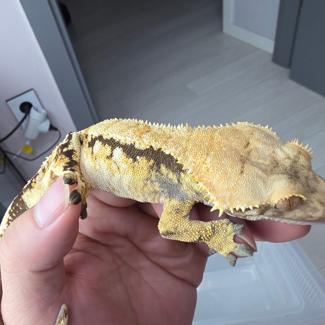 노멀 트라이 익스트림할리퀸 화이트스팟