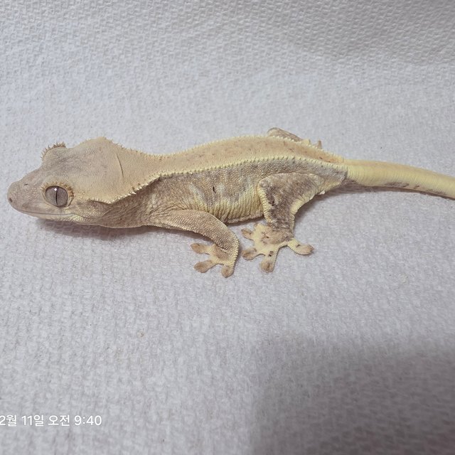 릴리화이트 크림