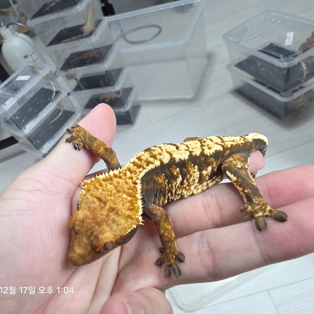 노멀 트라이 익스트림할리퀸 텐저린