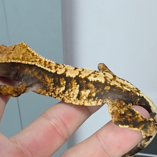 노멀 트라이 익스트림할리퀸