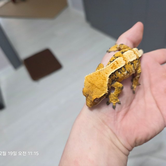 노멀 트라이 익스트림할리퀸