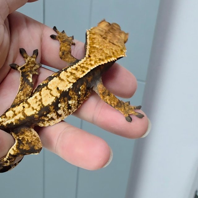 노멀 트라이 익스트림할리퀸