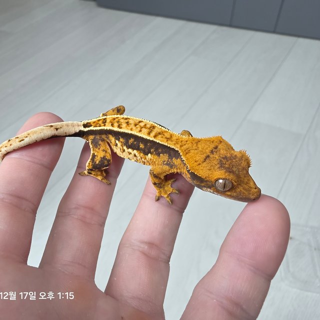 노멀 풀핀 텐저린