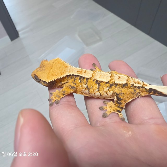 노멀 트라이 익스트림할리퀸