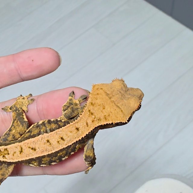 노멀 풀핀 트라이