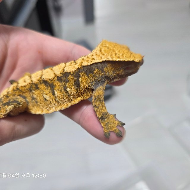 노멀 트라이 익스트림할리퀸