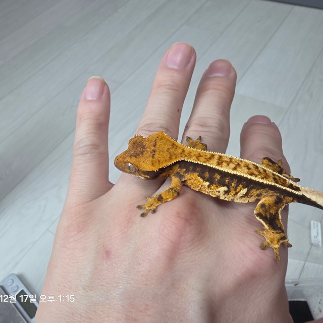 노멀 풀핀 텐저린