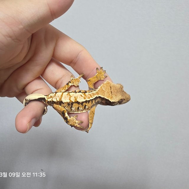 노멀 트라이 익스트림할리퀸