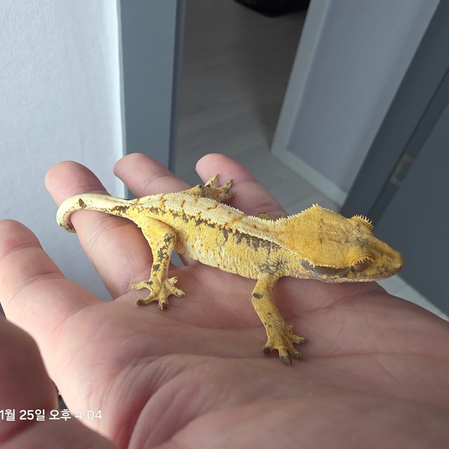 노멀 트라이 익스트림할리퀸