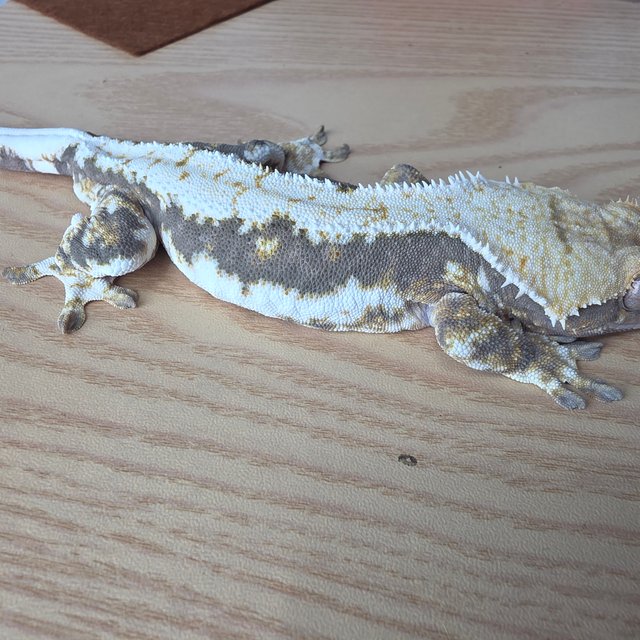 릴리100%헷아잔틱