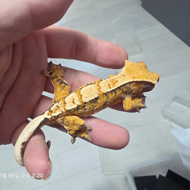 노멀 트라이 익스트림할리퀸