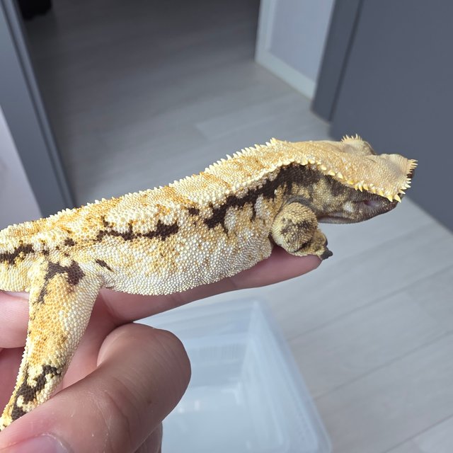 노멀 트라이 익스트림할리퀸 화이트스팟