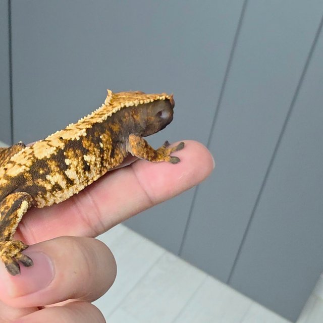 노멀 트라이 익스트림할리퀸