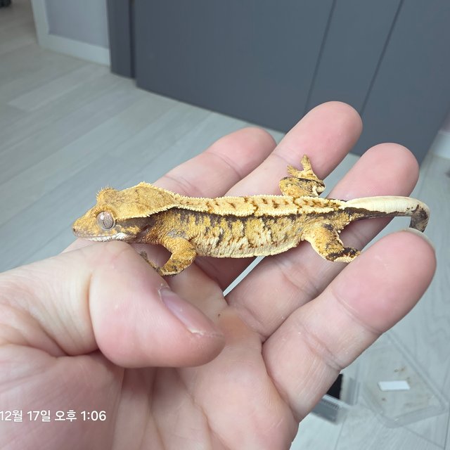 노멀 트라이 익스트림할리퀸