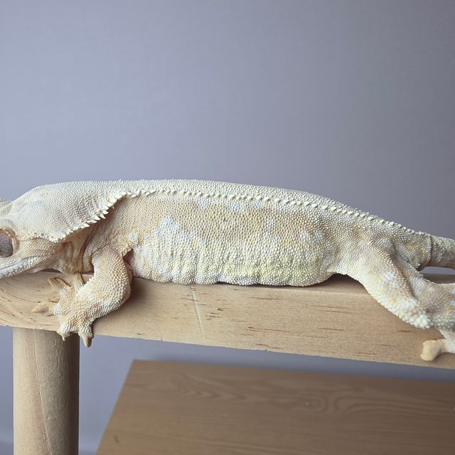 릴리화이트 크림