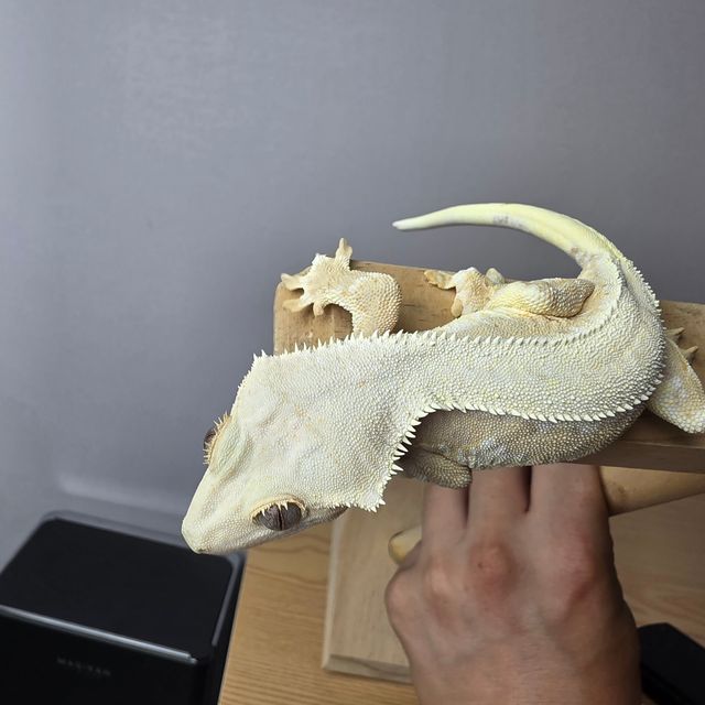 릴리화이트 크림